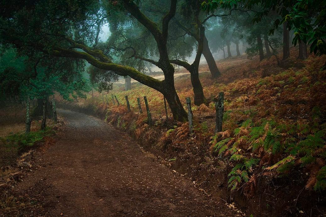 Camino de la finca entre alcornoques, castaños, olivos y encinas